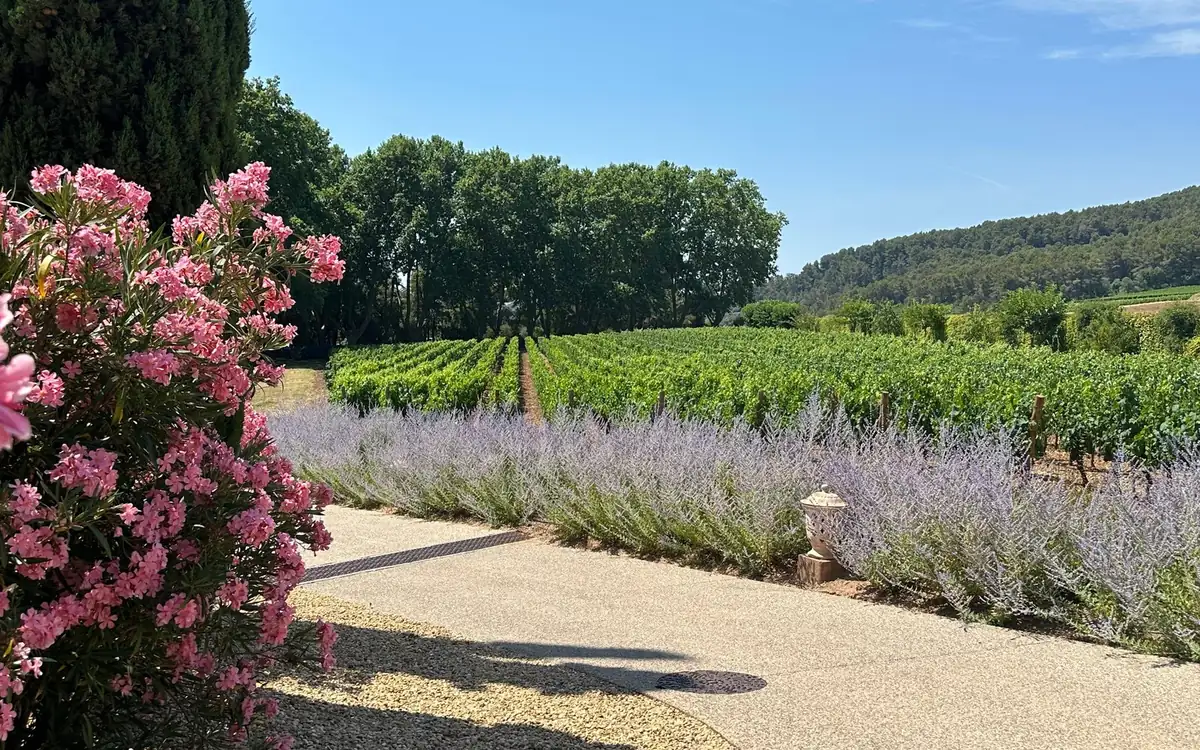 Lavender and pink flowers along the edge of a vineyard