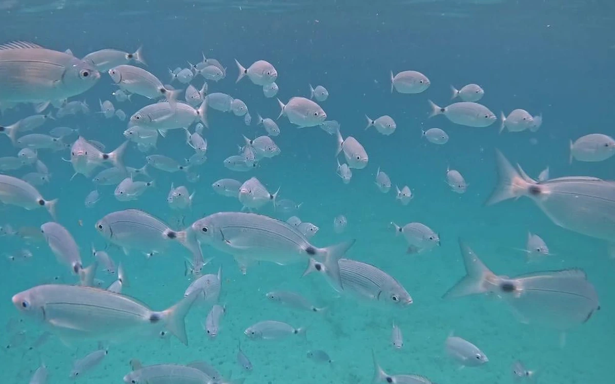 A shoal of silver fish swimming in clear blue-green water, seen from under the surface
